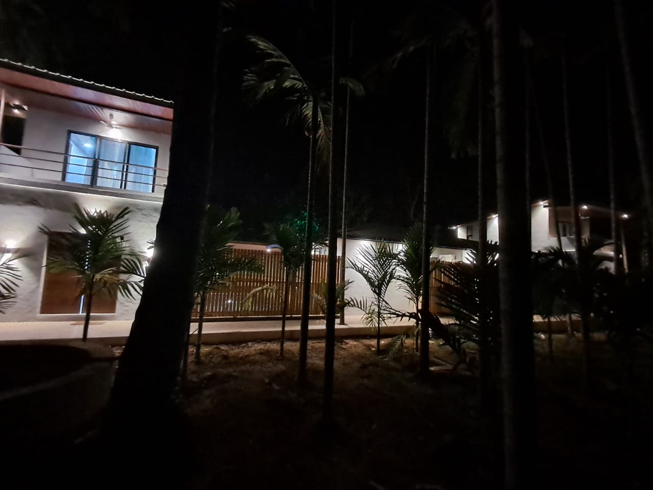 Peaceful night ambience among tall palm trees